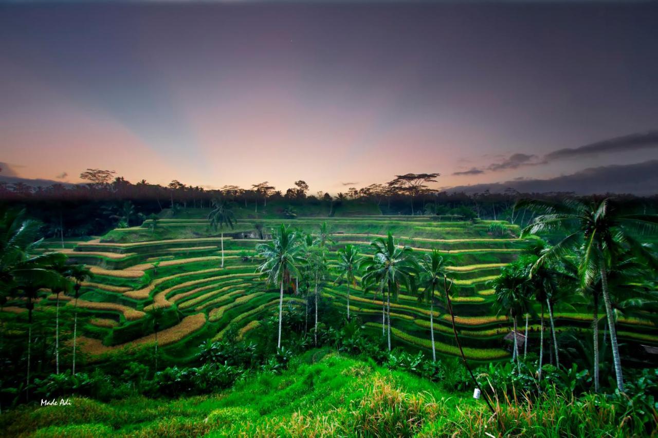 Puri Padma Hotel Ubud Kültér fotó