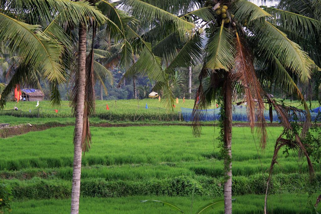 Puri Padma Hotel Ubud Kültér fotó